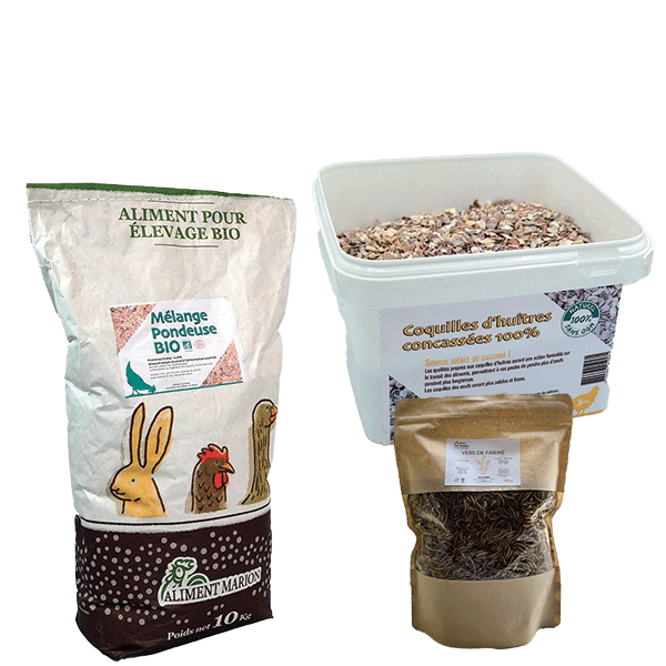 Alimentation poules