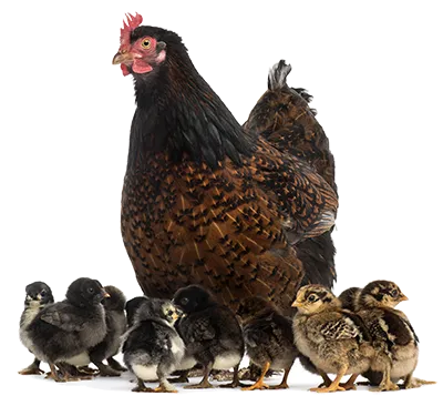 Poule coq poussins