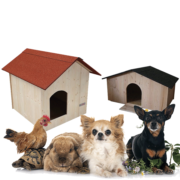 Poules et compagnies
