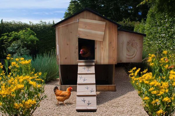 Poulailler 4 ou 5 poules Lina