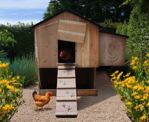 Poulailler 4 ou 5 poules Lina