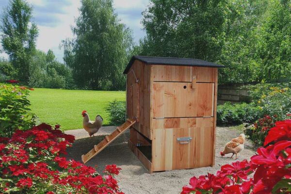 Poulailler 6 poules Piou – Image 2