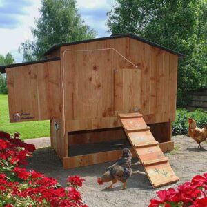 poulailler 6 poules piou