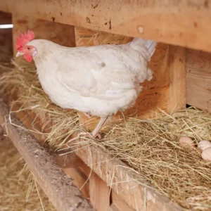 Pondoir pour poules