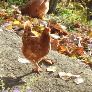 poules dans jardin
