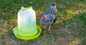 Abreuvoir poule vert