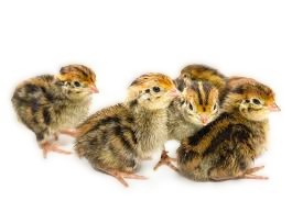 poussins