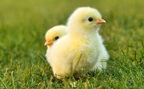 poussins2