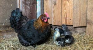 poule marans