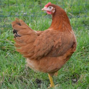 poule rousse