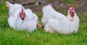 poule gatinase