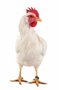 poule leghorn
