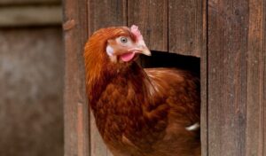 poule poulailler