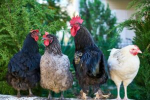 poules de races variees