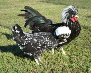 poules-hollandaises-huppees