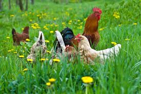 poules printemps