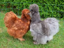 poules soie