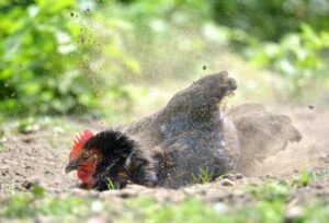 bain de poussiere avril poule