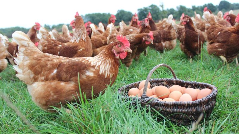 poules et œufs au printemps