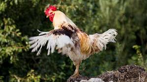 coq plumage en mars