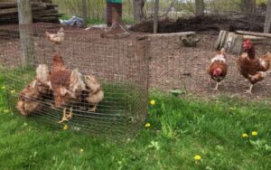 enclos pour intégration poules
