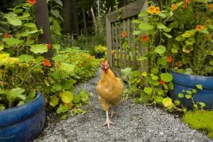 intégration poule