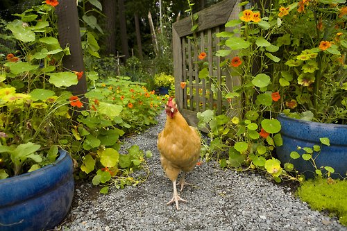 intégration poule