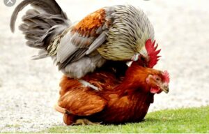 poule et coq accouplement avril