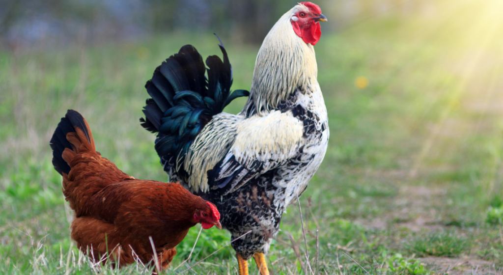poule et coq d'avril