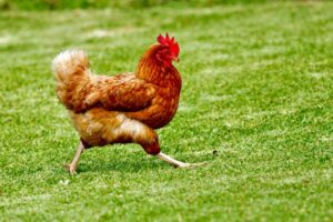 poule qui court en mars