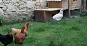 poules intégration
