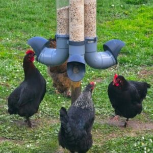 Mangeoire EVENA poules