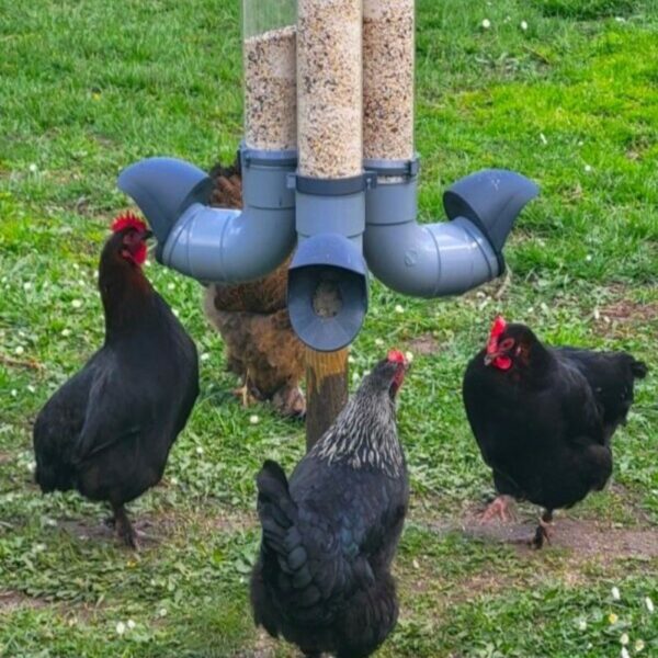 Mangeoire EVENA poules