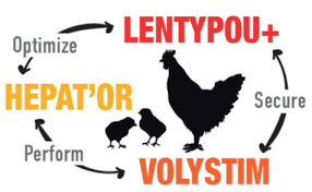 PROTOCOLE-AMELIOR-POUR-POULES