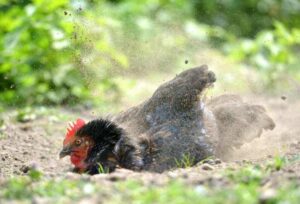 Bain-de-poussiere-pour-poules