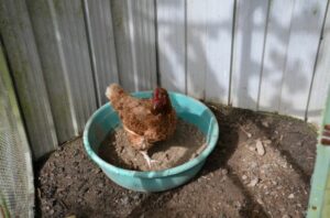bac-a-sable-poules-poussiere
