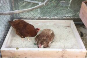 bain-de-poussiere-dans-poulaillier-pour-poules