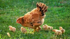 periode-dachat-poules-pondeuses