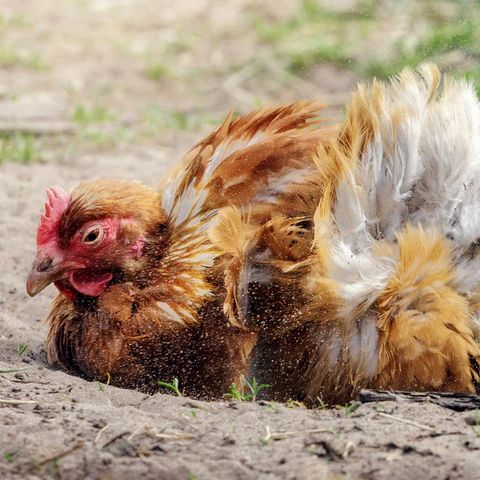 poule-dans-bain-de-poussiere