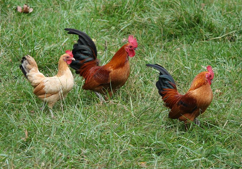 POULES EN MAI
