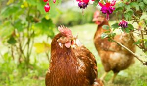 POULES FLEURS