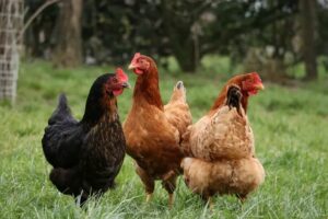 Les-poules-en-juin