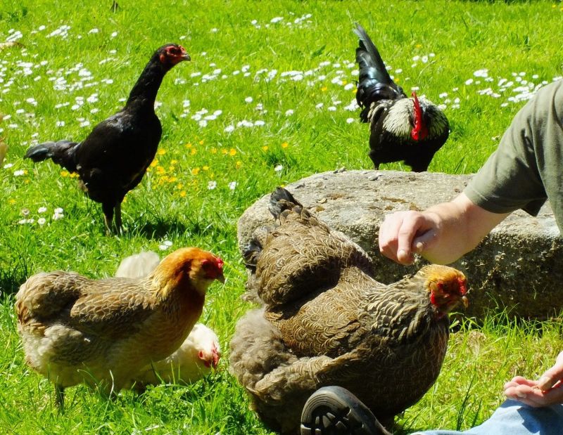 calins-poules-juin