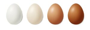 oeufs de poules de juin