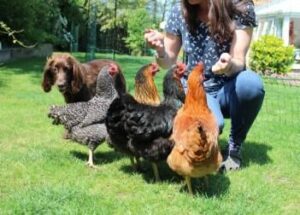 poules-caresses-juin