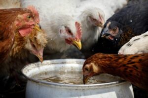 les-poules-ont-soif-lete